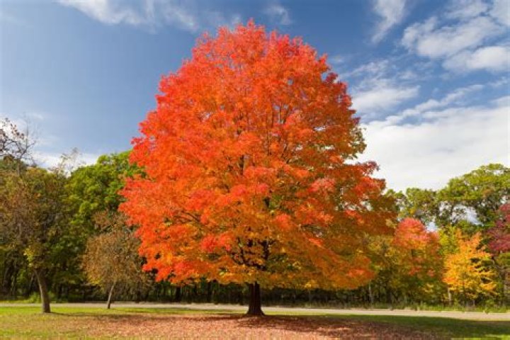 Do I have a sugar maple tree
