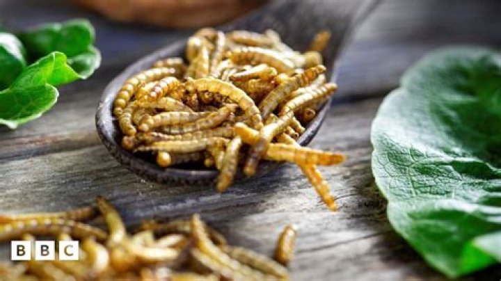 Do inchworms become anything