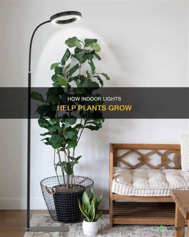 Do indoor lights help plants