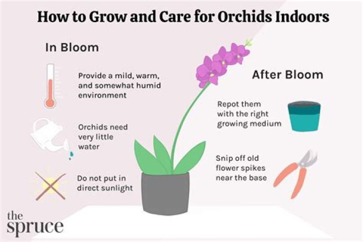 Do indoor orchids grow back