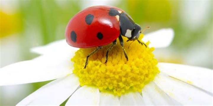 Do lady bugs eat sunflowers