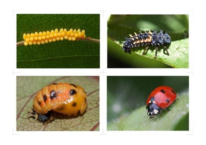 Do ladybugs shed their shell