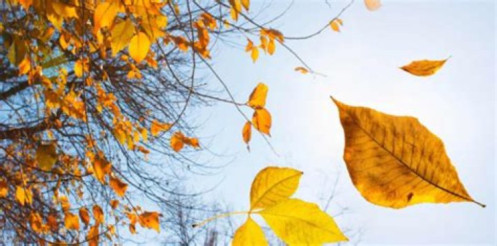 Do leaves fall when they die