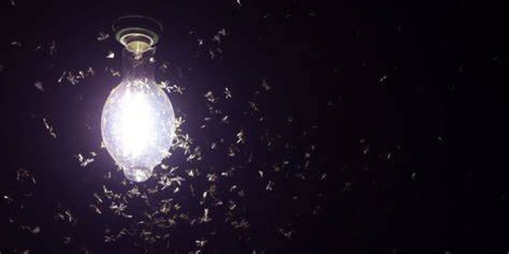 Do LED lights keep bugs away