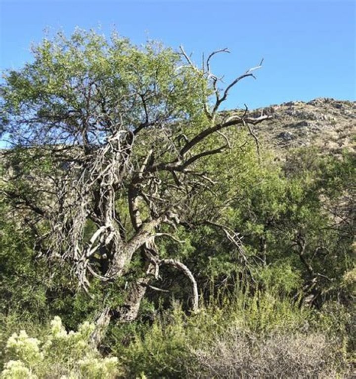 Do mesquite trees go dormant