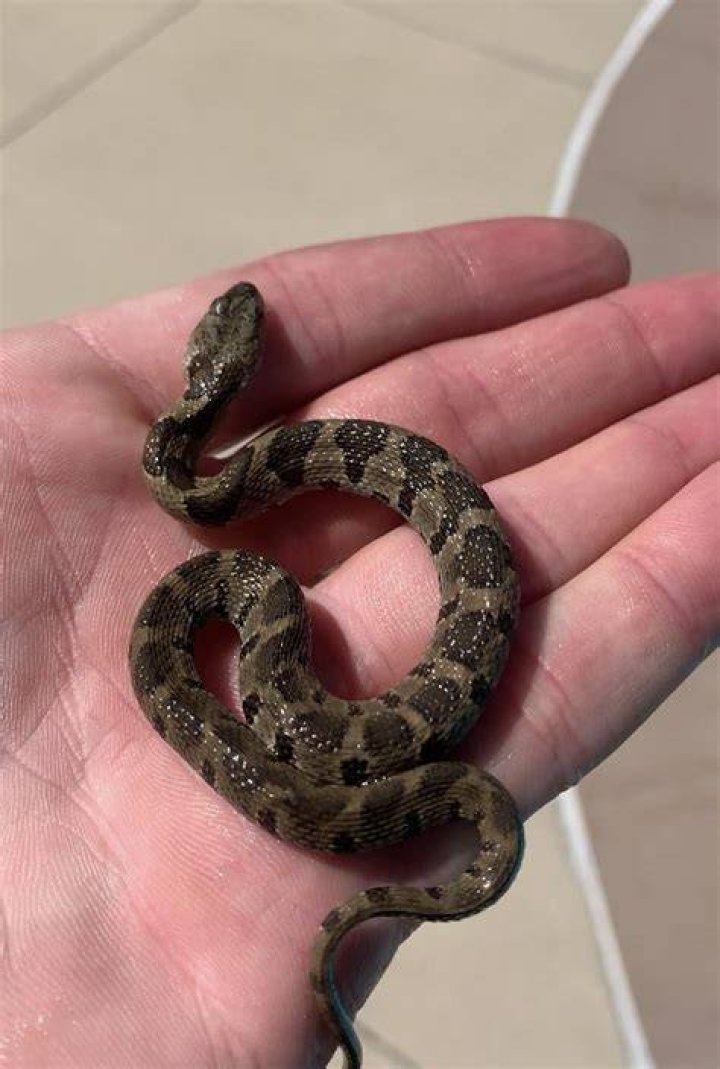Do Midland brown snakes bite