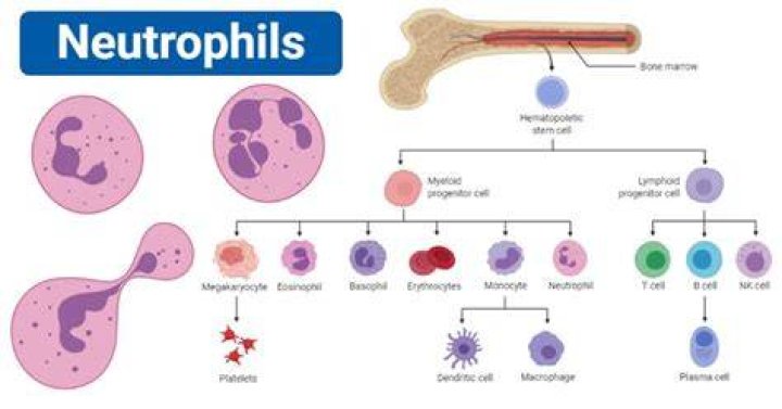 Do neutrophils have granules