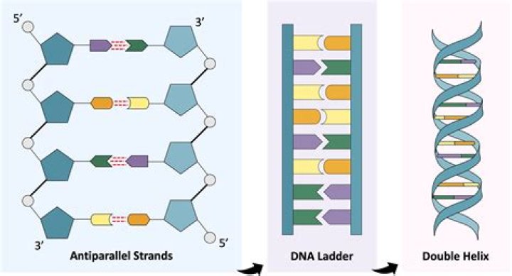 Do nucleotides make protein
