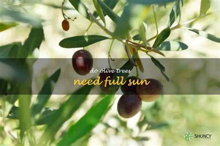 Do olive trees need full sun