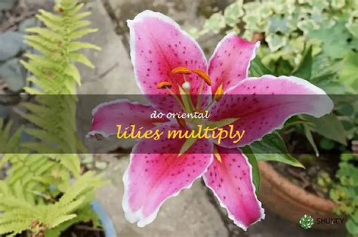 Do Oriental lilies multiply
