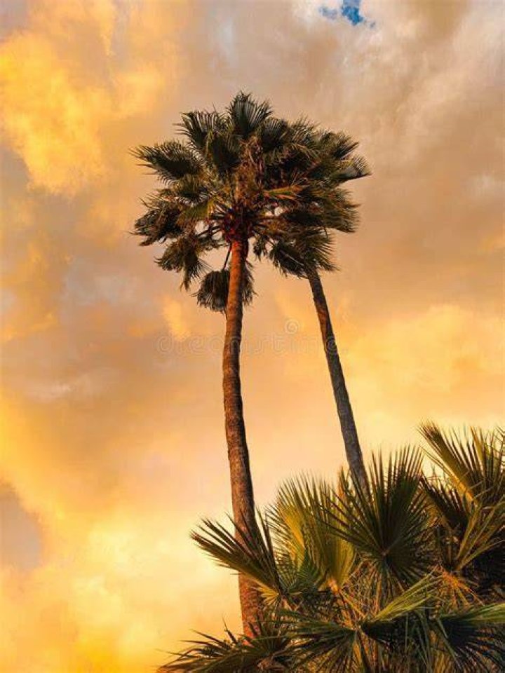 Do palm trees burn