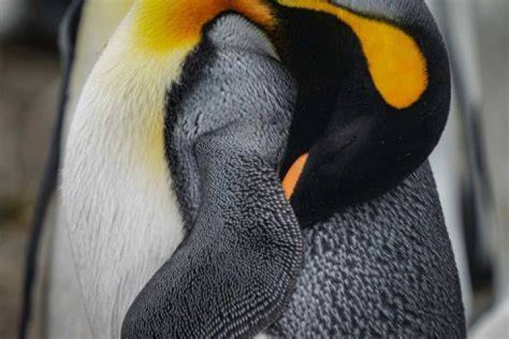 Do penguins sleep underwater