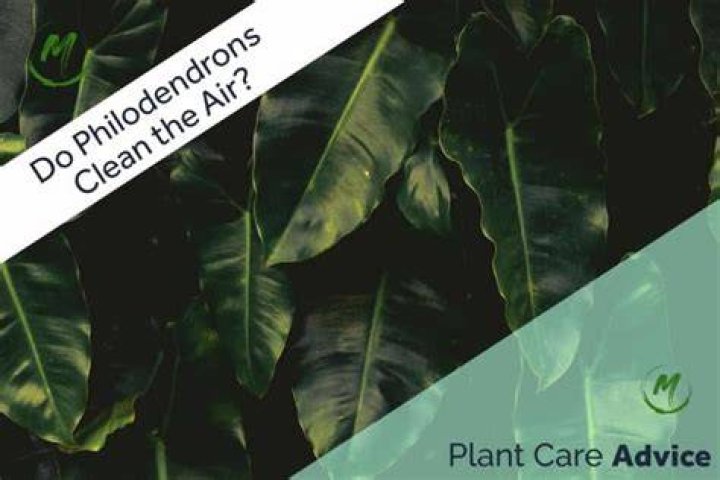 Do Philodendrons clean the air