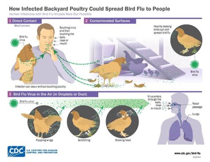Do pigeons spread disease UK