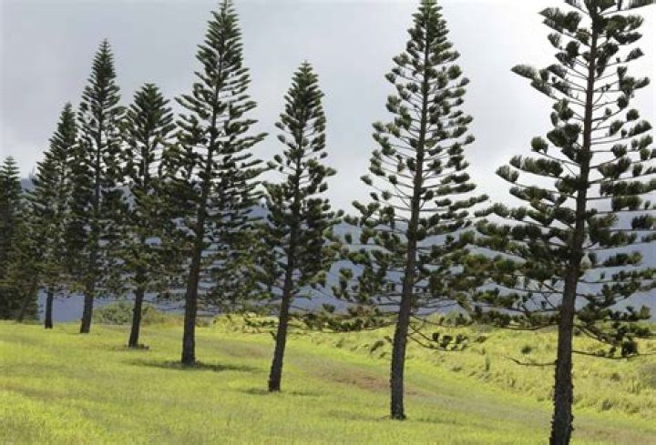 Do pine trees grow in Hawaii