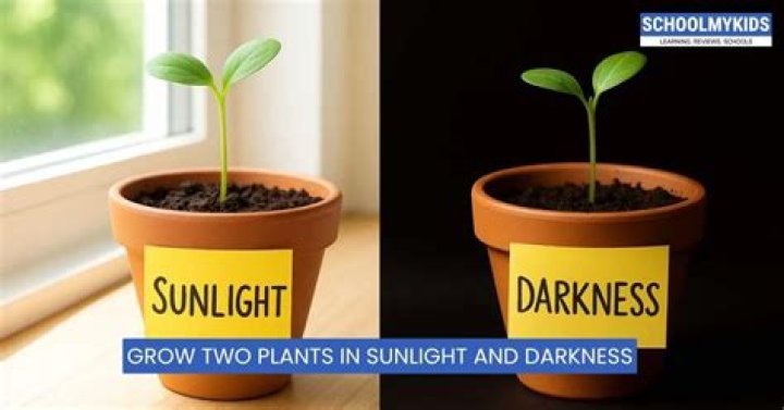 Do plants need total darkness