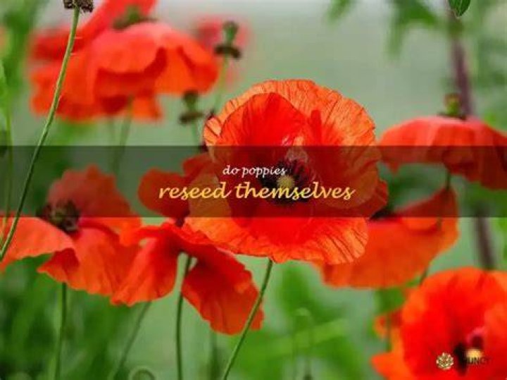 Do poppies reseed themselves