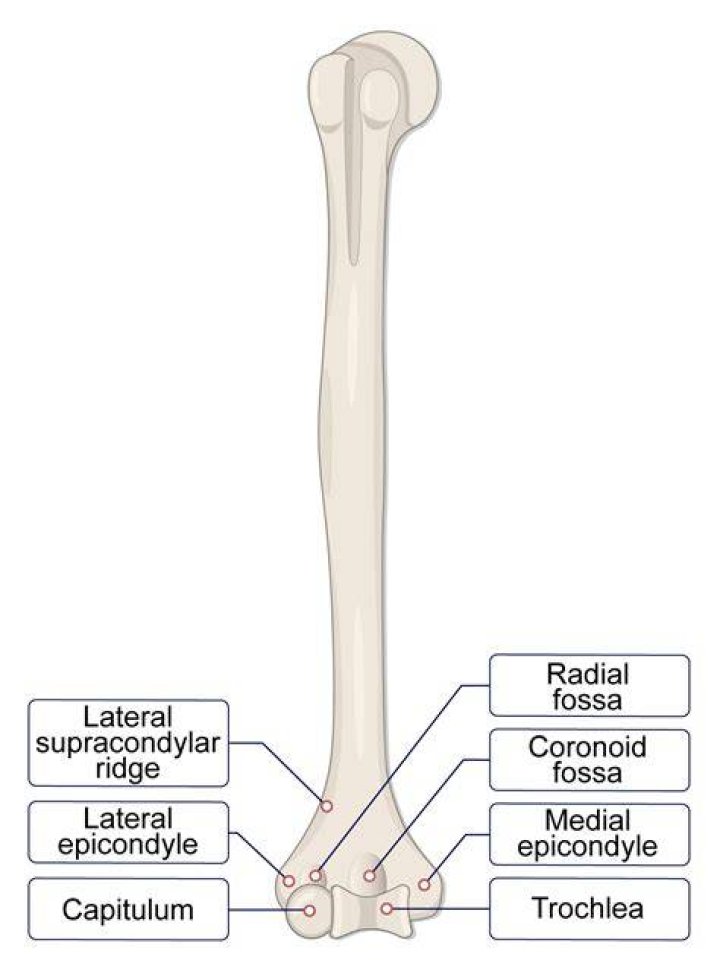 Do pork femur bones splinter