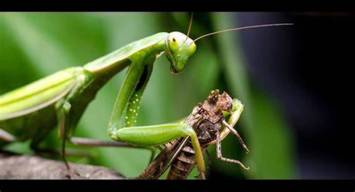 Do praying mantis arms hurt