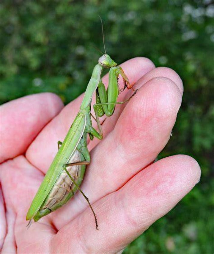 Do praying mantis have arms