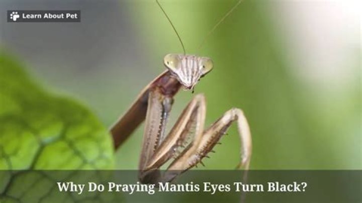 Do praying mantis turn black