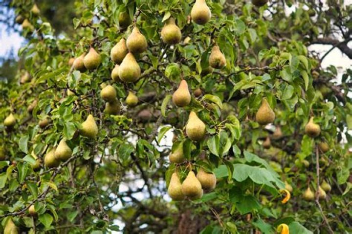 Do prickly pears grow in Florida