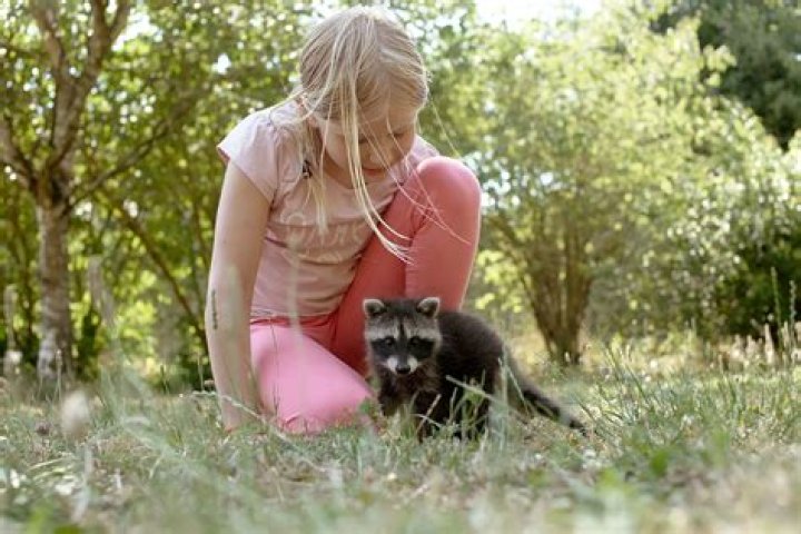 Do raccoons do anything good