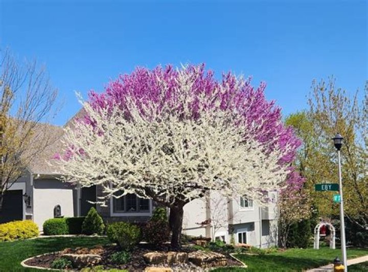 Do redbud trees change color