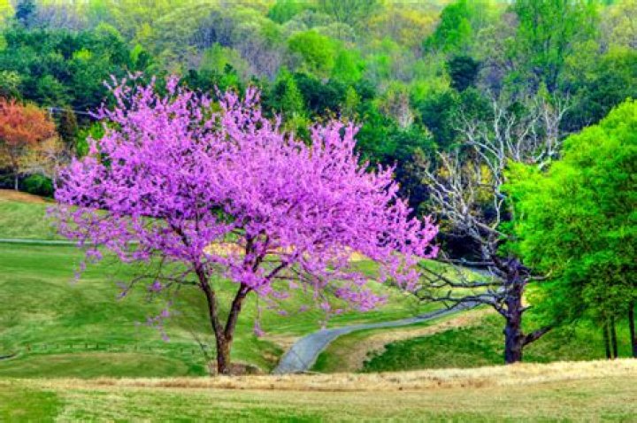 Do Redbuds bloom all summer