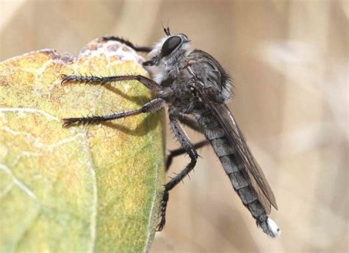 Do robber flies hurt humans