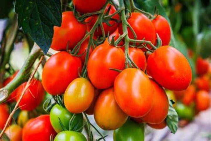 Do Roma tomatoes need a cage
