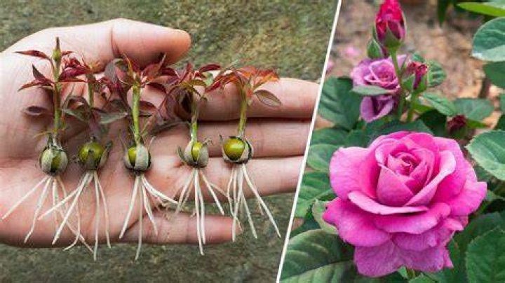 Do roses grow true from seed