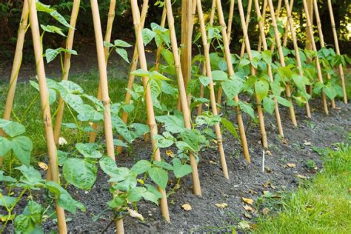 Do Runner beans need support