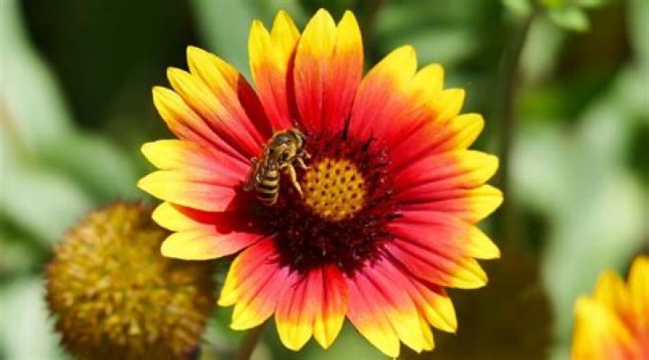 Do sedum plants attract bees