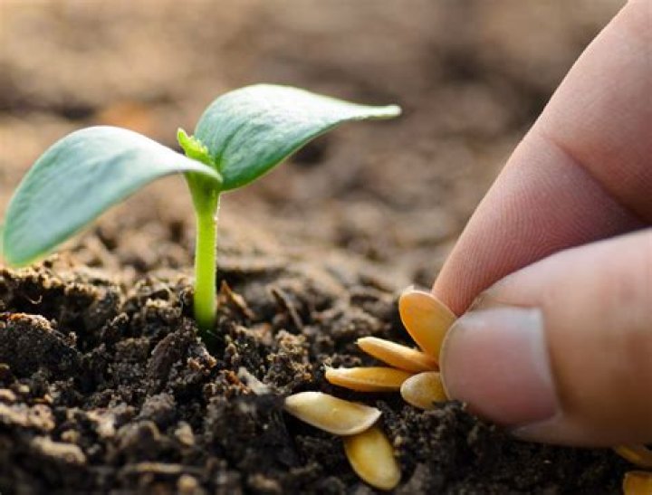Do seeds need to be covered