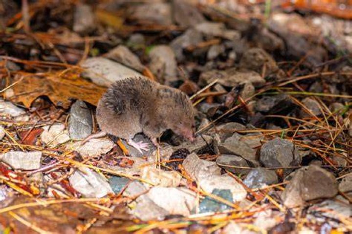 Do Shrews burrow underground