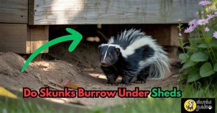Do skunks burrow under sheds