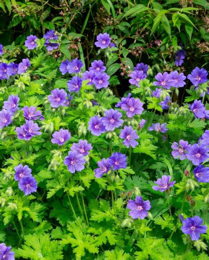 Do slugs eat geranium plants