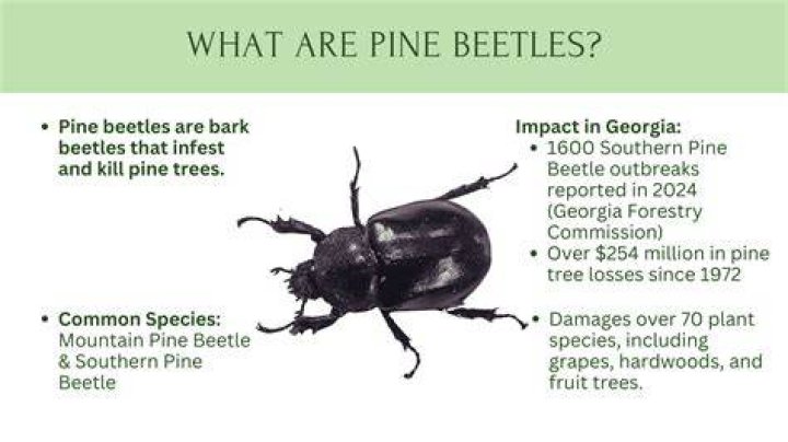 Do Southern pine beetles fly