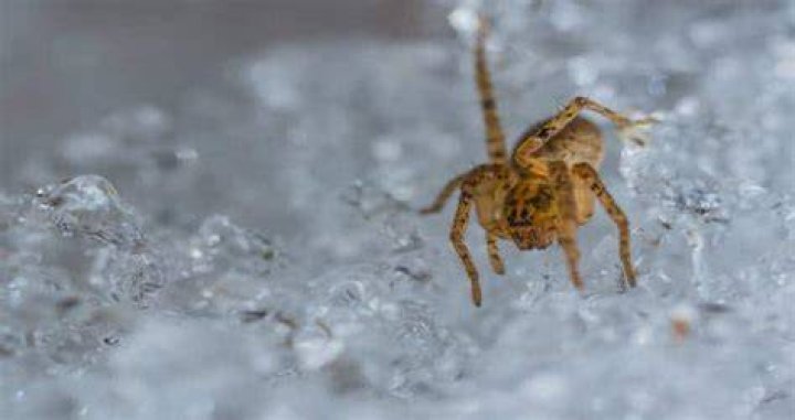 Do spiders die in the winter