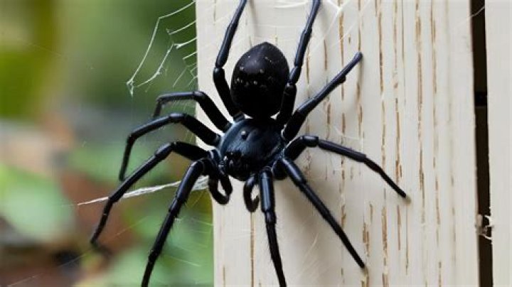 Do spiders live in the attic