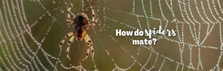 Do spiders mate for pleasure