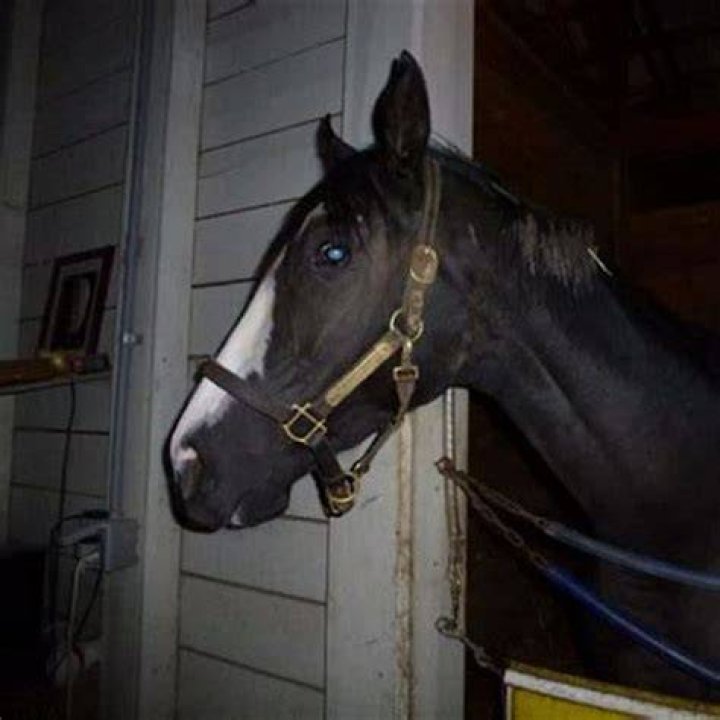Do splints on horses go away