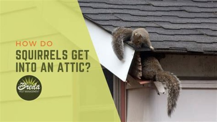 Do squirrels get into houses