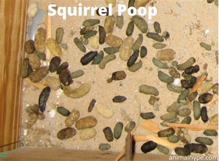 Do squirrels leave droppings