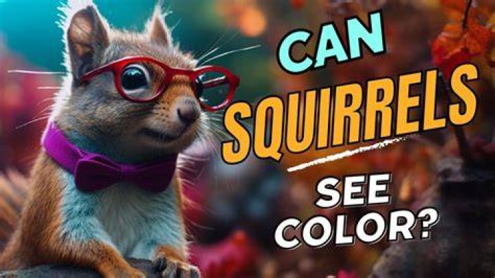 Do squirrels see in the dark