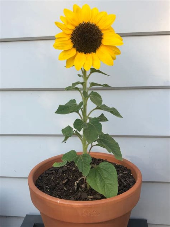 Do sunflowers need big pots