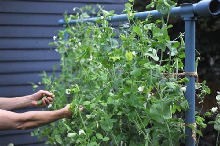 Do sweet peas survive winter