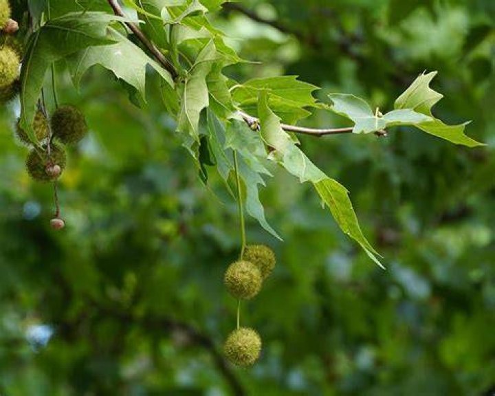 Do sycamore trees have pods