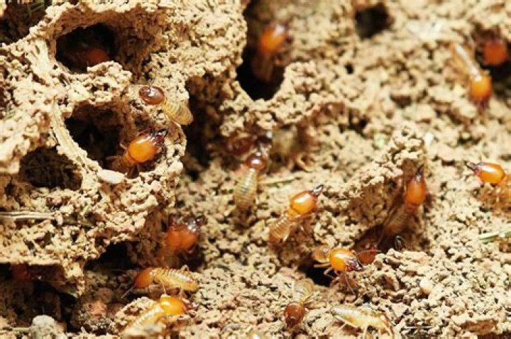 Do termites live in Colorado